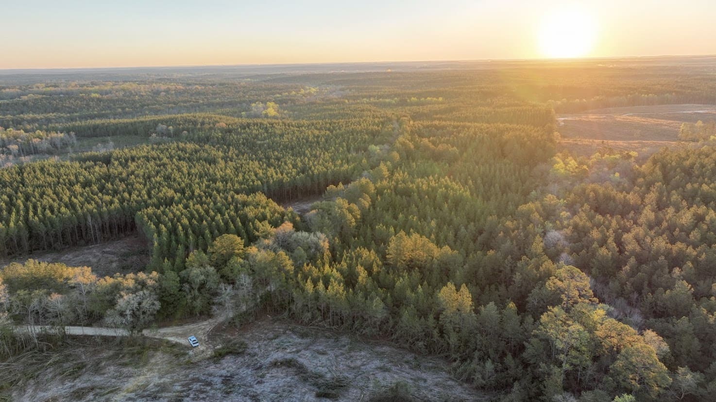 Aerial view of managed Mississippi pine timberland